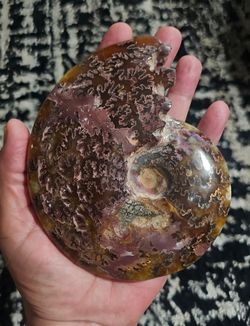 🪸 Fossils | Ammonite Fossilized Mollusk 🪸