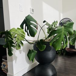 Monstera, Bag Of Soil, And Large Metal Pot