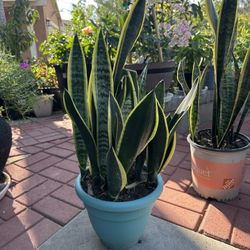 Snake Plants