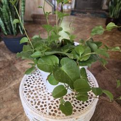 Princess Or Insulin Plant In 6in Ceramic Pot 
