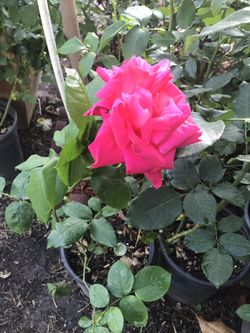 Planta de rosa $12
