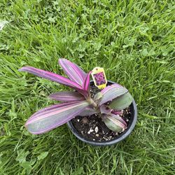 Tradescantia variegada de corazón púrpura, Tradescantia pallida variegata, Tradescantia variegata de corazón púrpura ‘Rayas rosadas’