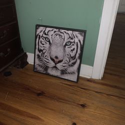 Tiger Picture 