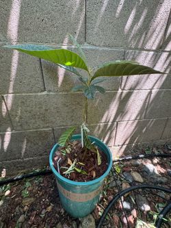 Big 5 Star Loquat 大五星枇杷