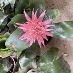 Aechmea Fasciata (Urn Plant)