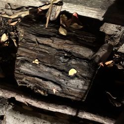 Freshly Cut Firewood For Sale Make Offer 