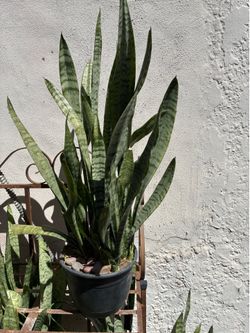 Plant