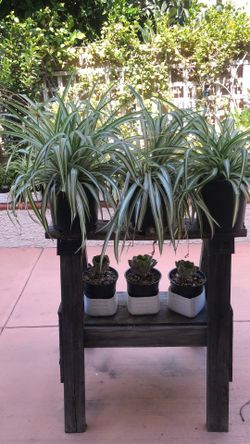 SPIDER PLANTS 