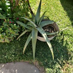 Aloe Vera Plant Very Healthy 