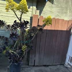 Plant
