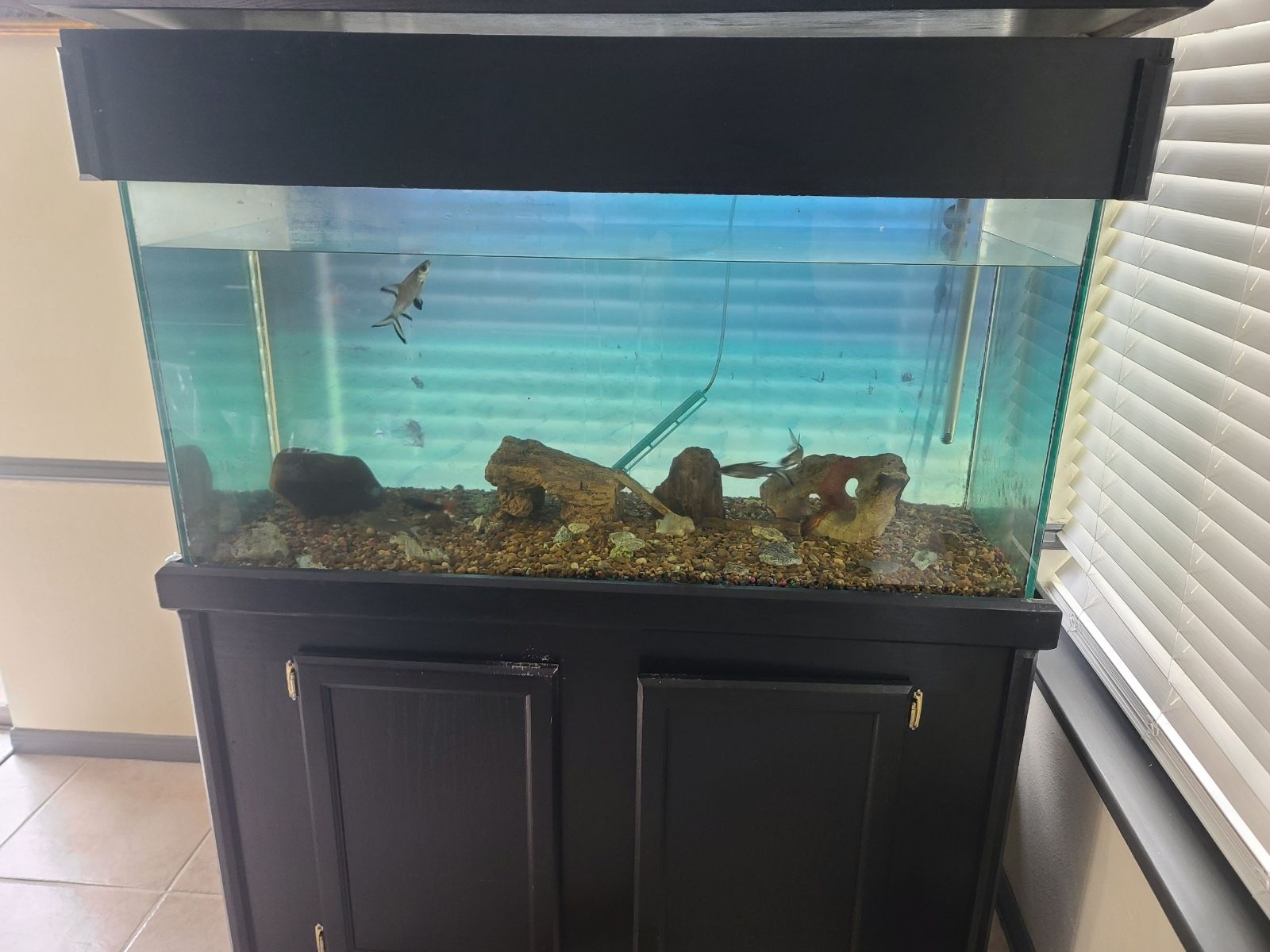 90 Gallon Fish Tank