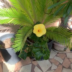 Plants