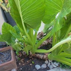 Elephant ear cuttings