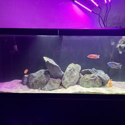 75 Gallon Aquarium 
