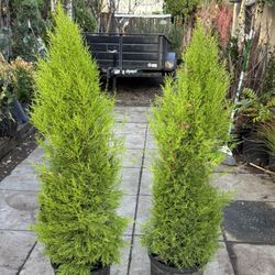 Cupressus Lemon Cypress 