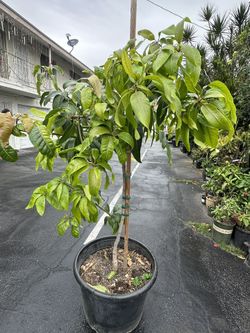 Mango Tree