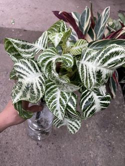 Rare***specialty*** Snow-white Zebra Big Cutting (unrooted), Exact One) 95820 