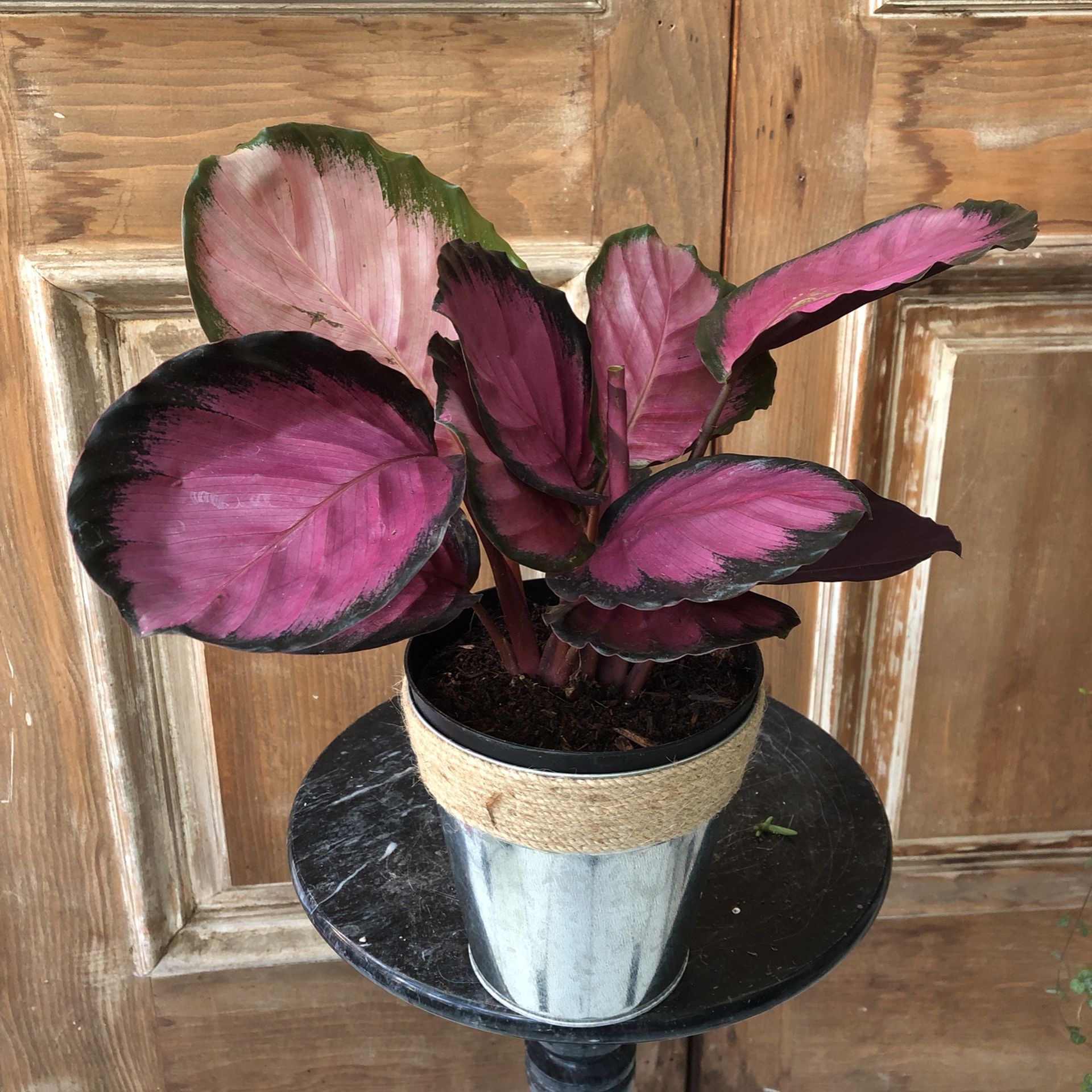 Calathea Roseopicta Rosy Plant