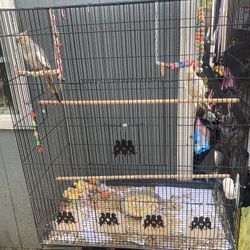 Large Cage For Cockatiels  