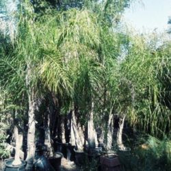 Queen Palms 15 Gallon 8ft 10ft Thick !