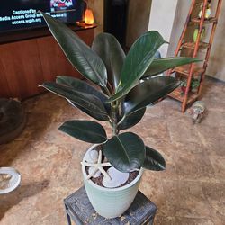 Rubber Tree Plant In 9.5in Ceramic Pot With Shells 
