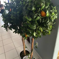 Light up mandarin trees