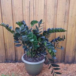 ZZ plant (Location Tequesta)