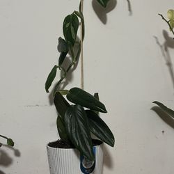 Philodendron houseplant