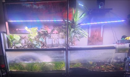 Fish tanks