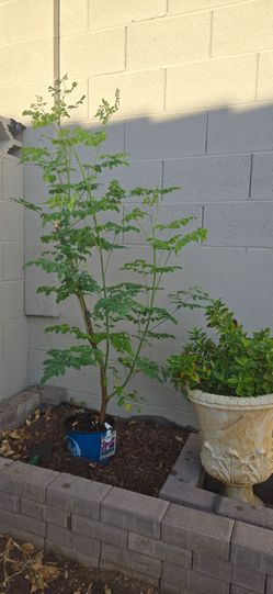 Moringa / Malunggay tree