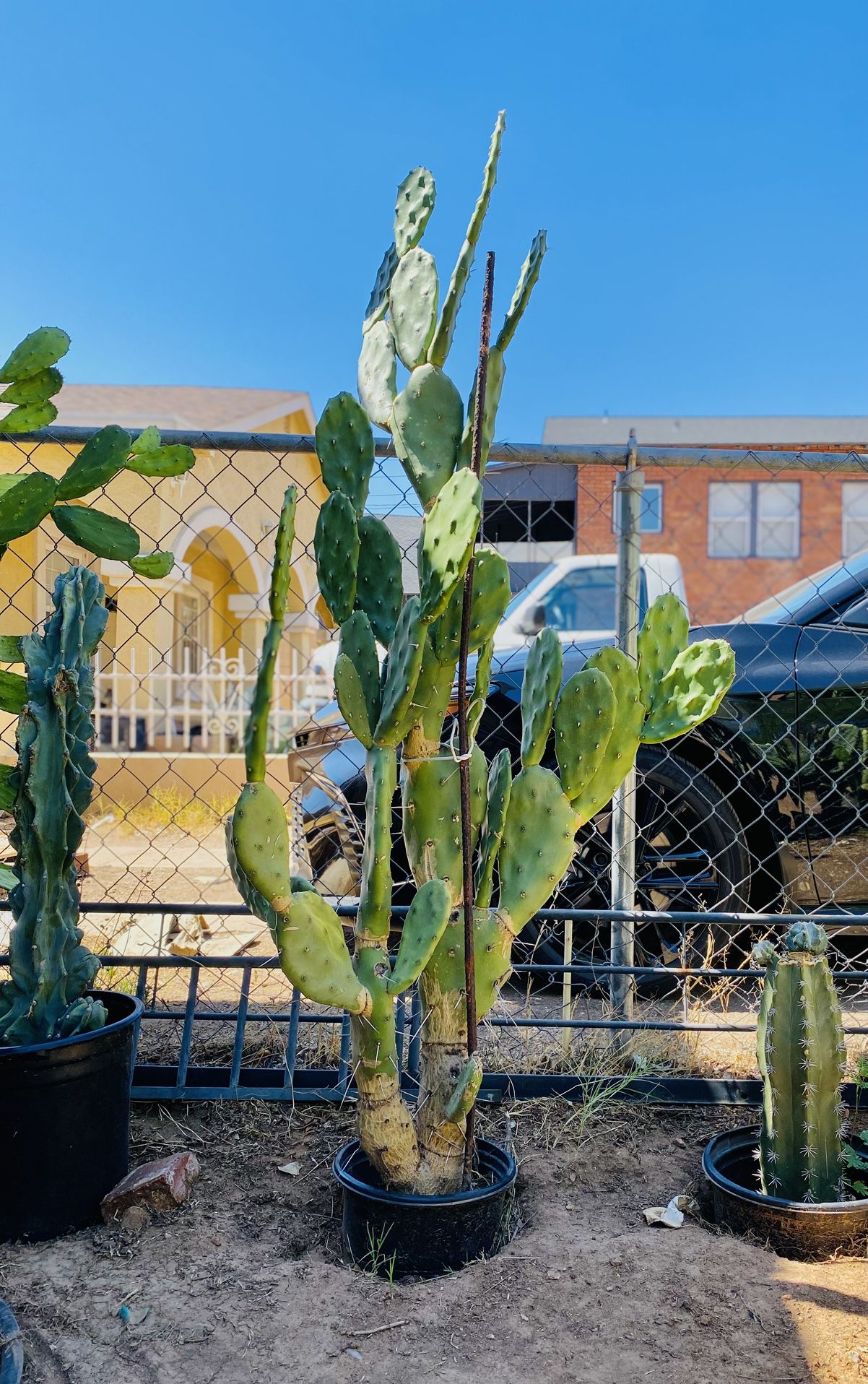Large Prickly Pear Cactus Plant