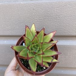4” Echeveria Lipstick 