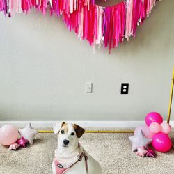 6.6’  Gold Backdrop Frame