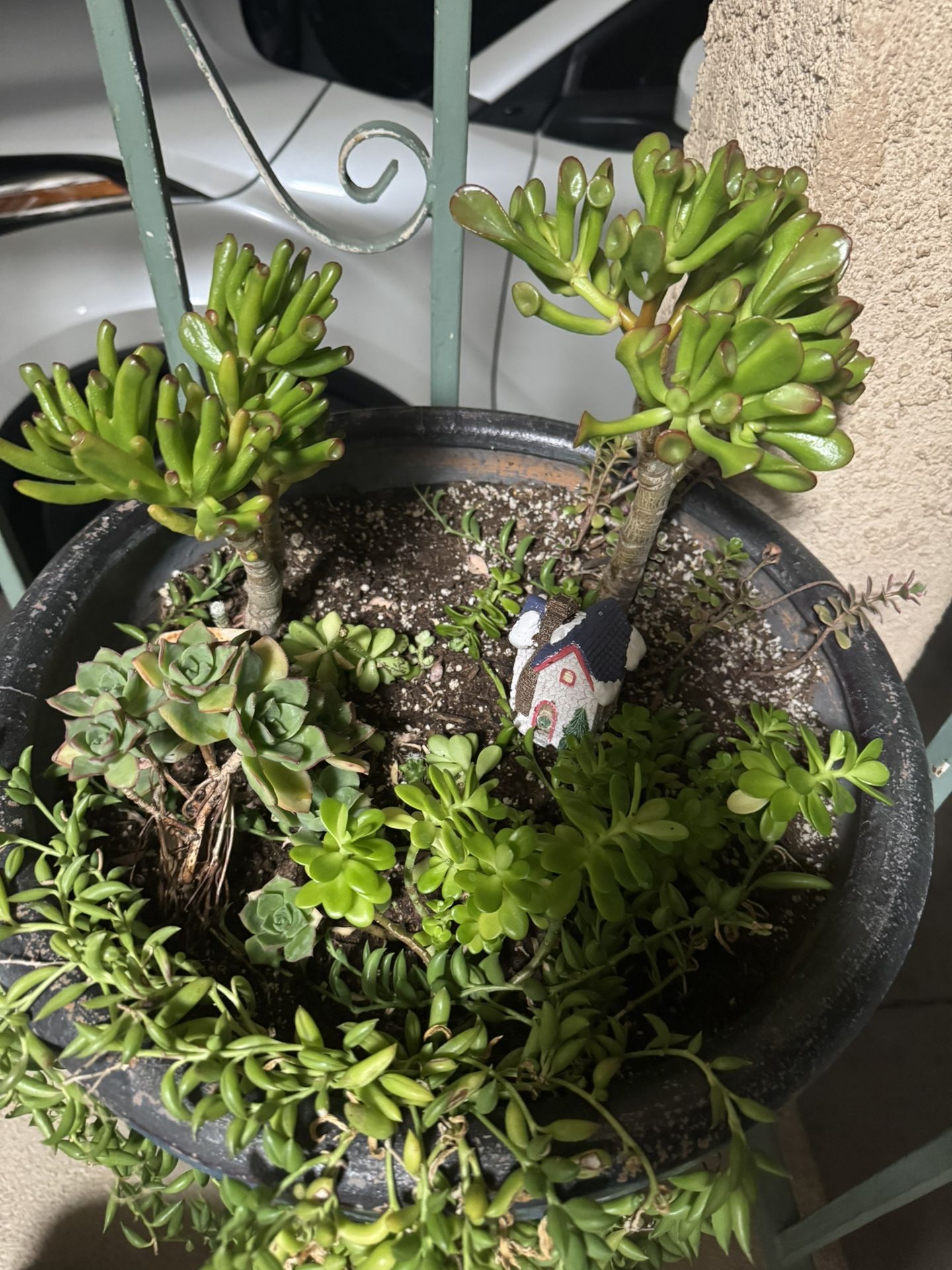 Planta $30