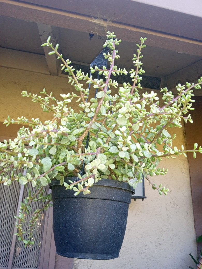 rubie portulacaria a $10 cada una