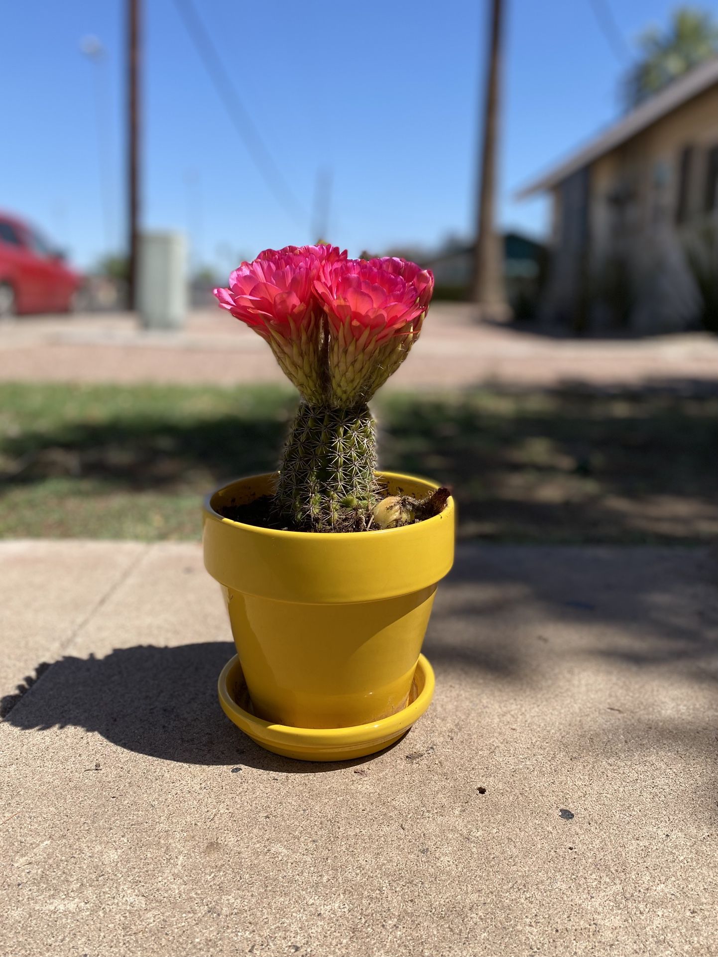 Torch Cactus Grandiflorus Plant