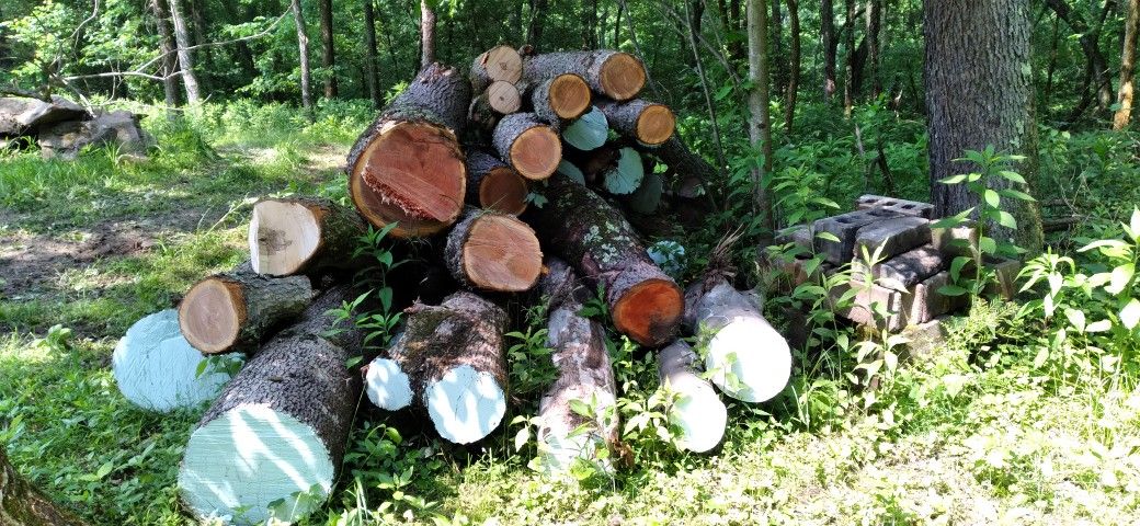 Wood Timber Lumber Logs Live Edge 