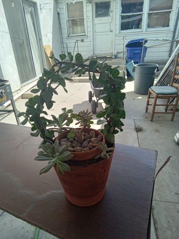 Plant In Terracotta Pot
