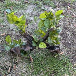 Fake Plant And Wood Decoration 