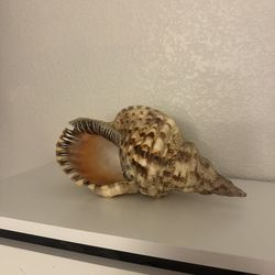Shell home decor 