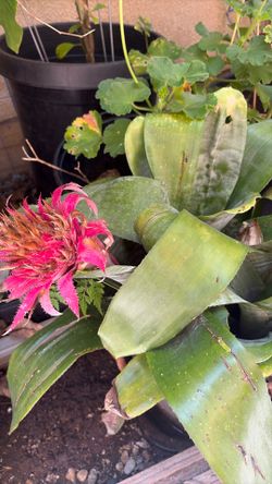 Bromeliad Tillandsia Bulbosa Plant