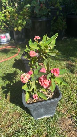 corona de cristo -Brenda