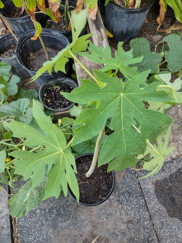 Planta De Papaya