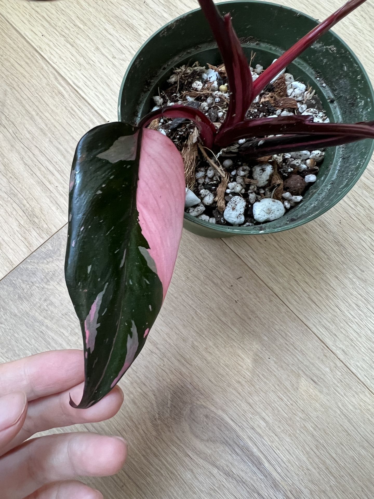 Philodendron Pink Princess Live Plant In 4 Inch Pot
