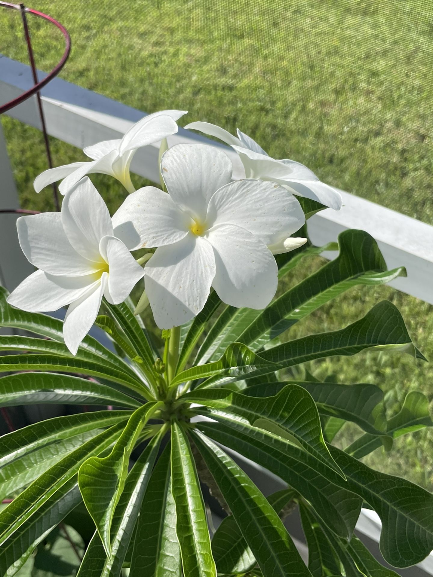 4 Feet Bridal Bouquet Plumeria Original Plant ( Bought From Home Depot)With The Planter For Sell