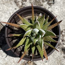 Zebra Plant Succulent 