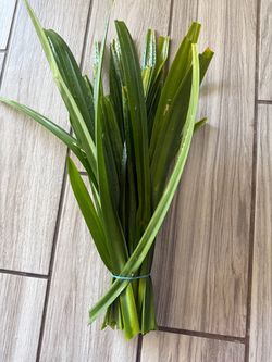 Fresh Pandan Leaves 5 ounces