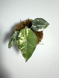 Alocasia maharani Albo exact plant