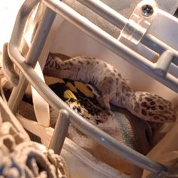 Gecko An Expo Tank