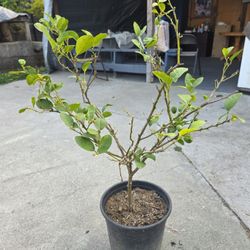 Arbolito De Limon "Tequilero"